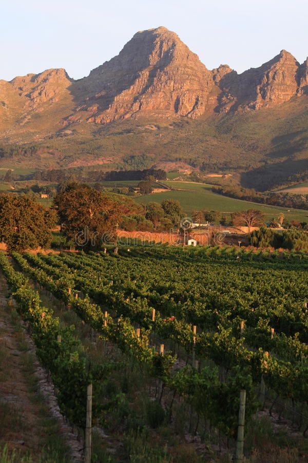 Harvest Season in Stellenbosch — Visit the Cape blog